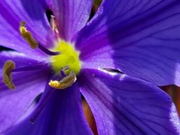 Aristea bakeri flower centre